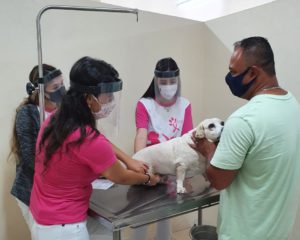 The 6th edition of Outubro Rosa Pet, a traditional event promoted by the Veterinary Medicine Course of UniSALESIANO, Araçatuba Brasil 