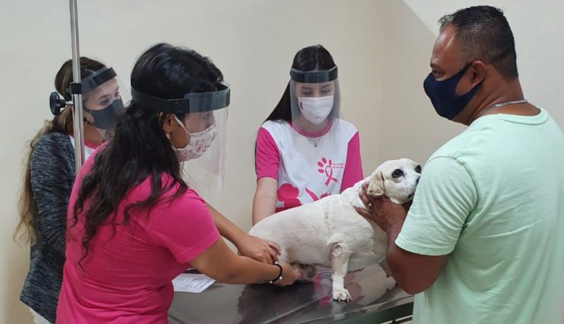 The 6th edition of Outubro Rosa Pet, a traditional event promoted by the Veterinary Medicine Course of UniSALESIANO, Brasil