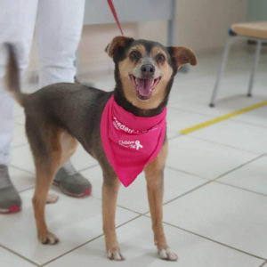 The 6th edition of Outubro Rosa Pet, a traditional event promoted by the Veterinary Medicine Course of UniSALESIANO, Araçatuba Brasil 