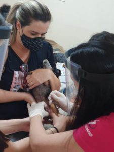 Students and professors treat dogs for mammary cancer diagnosis at Unisalesiano, Araçatuba Brasil 