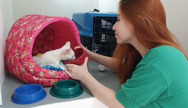 a Clínica Veterinária Meu Pet de Araçatuba realizou mais de 500 atendimentos a cães e gatos em um mês de funcionamento