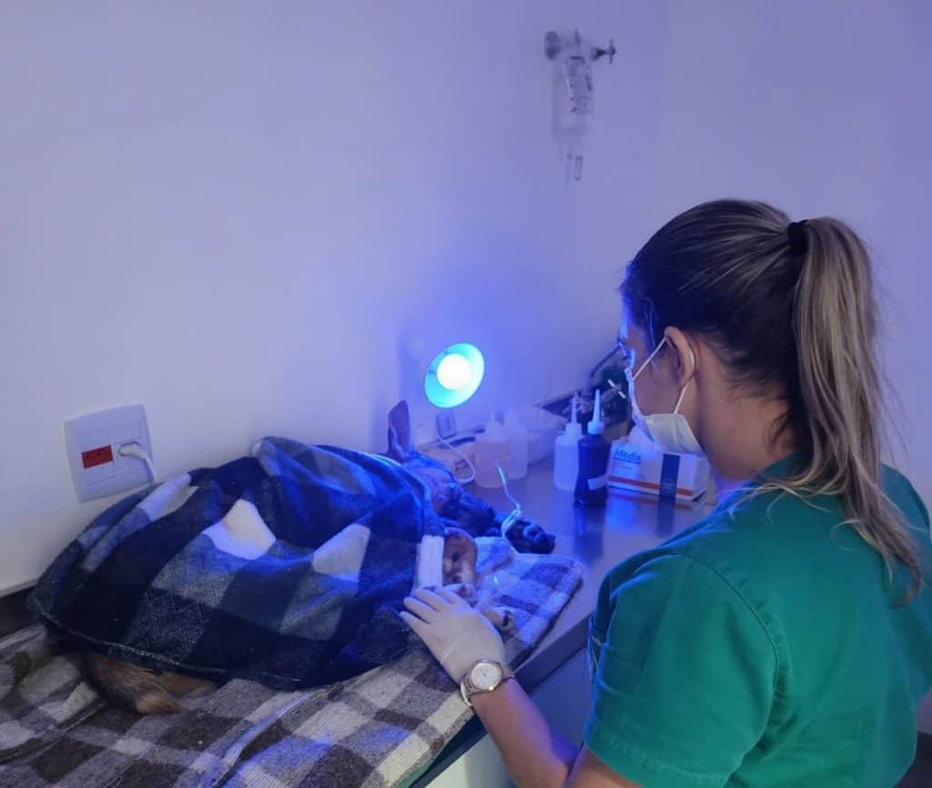Brasil - Clínica Meu Pet de Araçatuba dá nova chance para animal abandonado e com câncer