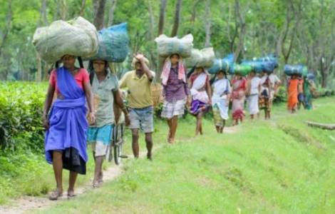 India - Devozione e pellegrinaggi: l'Anno santo per i coltivatori di tè sulle colline del Bengala occidentale