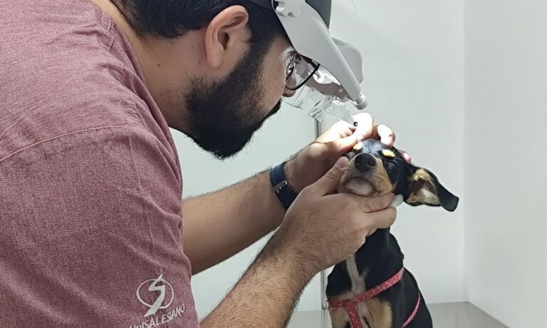 En julio pasado, la clínica veterinaria “Meu Pet”, socia del Centro Universitario “UniSALESIANO”, registró un récord histórico, alcanzando un total de 1.849 visitas y superando en más de tres veces el objetivo inicial previsto para el período. Este resultado significativo demuestra la creciente confianza de la población en el servicio gestionado por “UniSALESIANO” y el compromiso del equipo en ofrecer una atención de calidad.