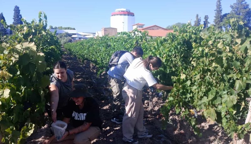 La Facultad Don Bosco Facultad Don Bosco: Primera Facultad de Enología de Latinoamérica (Argentina) se consagra como la institución educativa más premiada de Latinoamérica, con excelencia en vitivinicultura y uno de los mejores aceites de oliva del mundo