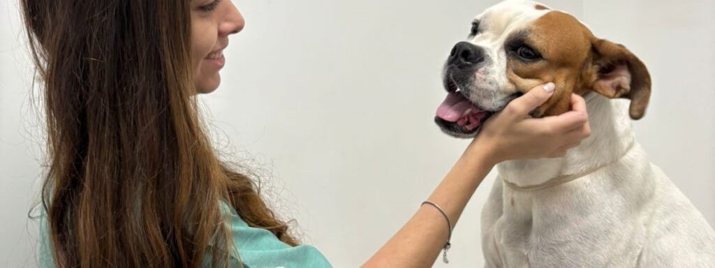 A Clínica Meu Pet, unidade de atendimento veterinário gerenciada pelo UniSALESIANO em Araçatuba, encerrou o ano de 2025 com um balanço que evidencia um crescimento expressivo da demanda em relação às atividades inicialmente previstas no planejamento anual.