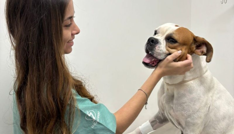 A Clínica Meu Pet, unidade de atendimento veterinário gerenciada pelo UniSALESIANO em Araçatuba, encerrou o ano de 2025 com um balanço que evidencia um crescimento expressivo da demanda em relação às atividades inicialmente previstas no planejamento anual.
