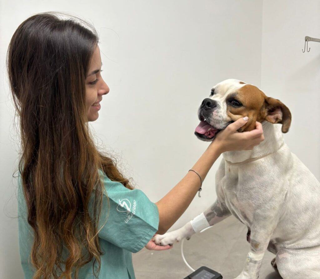 A Clínica Meu Pet, unidade de atendimento veterinário gerenciada pelo UniSALESIANO em Araçatuba, encerrou o ano de 2025 com um balanço que evidencia um crescimento expressivo da demanda em relação às atividades inicialmente previstas no planejamento anual.