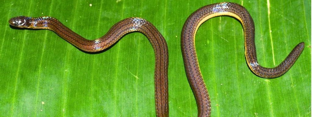 n a remarkable scientific breakthrough that underscores the rich yet underexplored biodiversity of Northeast India, a new species of fossorial reed snake has been discovered in the Garo Hills of Meghalaya. The species, named Calamaria garoensis (Garo Hills Reed Snake), has been formally described in the internationally reputed peer-reviewed journal Taprobanica. Earlier, the Chief Minister of Meghalaya, Shri Conrad K. Sangma, twitted a message congratulating Assam Don Bosco University on this achievement.