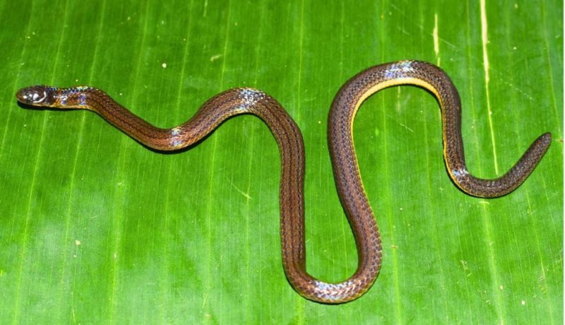 n a remarkable scientific breakthrough that underscores the rich yet underexplored biodiversity of Northeast India, a new species of fossorial reed snake has been discovered in the Garo Hills of Meghalaya. The species, named Calamaria garoensis (Garo Hills Reed Snake), has been formally described in the internationally reputed peer-reviewed journal Taprobanica. Earlier, the Chief Minister of Meghalaya, Shri Conrad K. Sangma, twitted a message congratulating Assam Don Bosco University on this achievement.