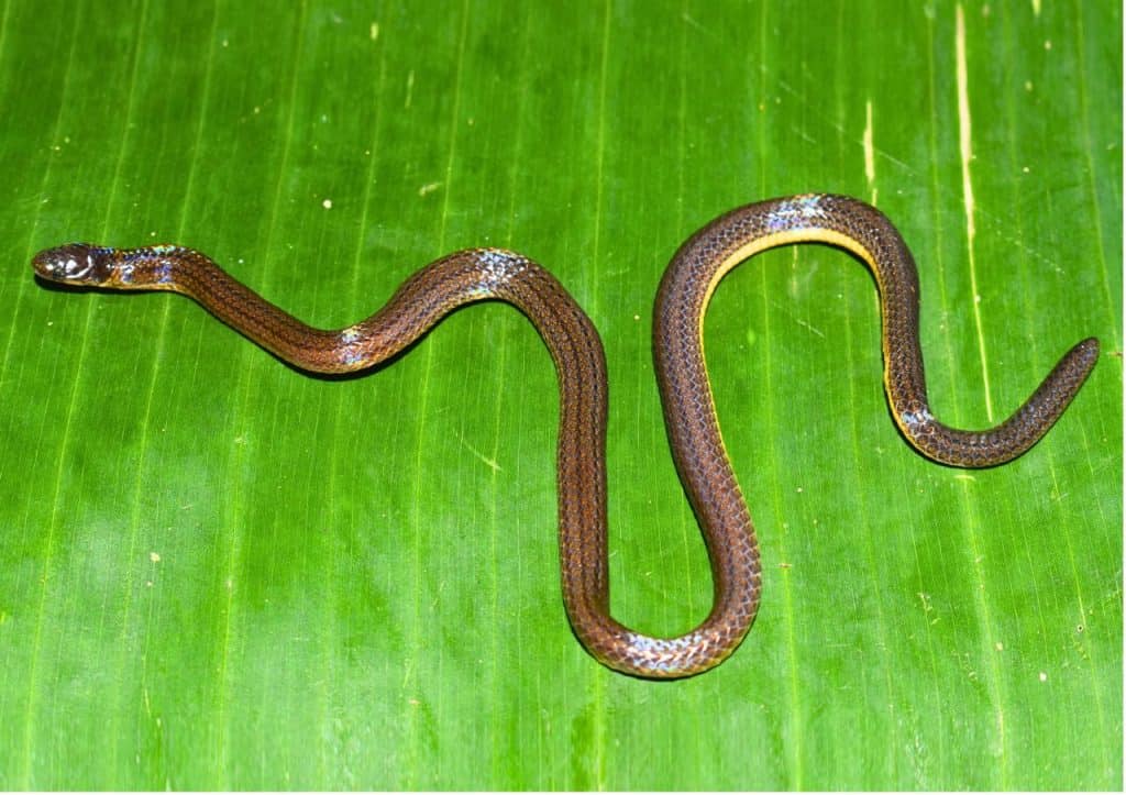 n a remarkable scientific breakthrough that underscores the rich yet underexplored biodiversity of Northeast India, a new species of fossorial reed snake has been discovered in the Garo Hills of Meghalaya. The species, named Calamaria garoensis (Garo Hills Reed Snake), has been formally described in the internationally reputed peer-reviewed journal Taprobanica. Earlier, the Chief Minister of Meghalaya, Shri Conrad K. Sangma, twitted a message congratulating Assam Don Bosco University on this achievement.