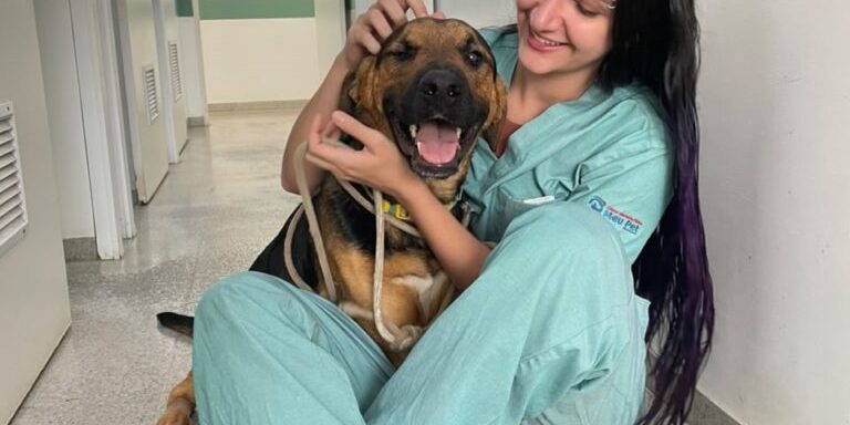 Uma história que começou com uma emergência e risco de morte agora ganha espaço para um novo começo. Federal, cão acolhido pelo Centro de Controle de Zoonoses (CCZ) de Araçatuba, sobreviveu a uma grave hemorragia interna após passar por uma cirurgia de emergência na Clínica Veterinária Meu Pet, gerenciada pelo UniSALESIANO. Recuperado, ele agora aguarda por uma família para ser adotado.