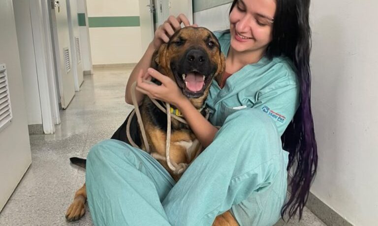 Uma história que começou com uma emergência e risco de morte agora ganha espaço para um novo começo. Federal, cão acolhido pelo Centro de Controle de Zoonoses (CCZ) de Araçatuba, sobreviveu a uma grave hemorragia interna após passar por uma cirurgia de emergência na Clínica Veterinária Meu Pet, gerenciada pelo UniSALESIANO. Recuperado, ele agora aguarda por uma família para ser adotado.