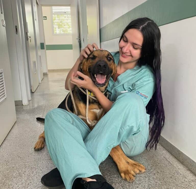 Uma história que começou com uma emergência e risco de morte agora ganha espaço para um novo começo. Federal, cão acolhido pelo Centro de Controle de Zoonoses (CCZ) de Araçatuba, sobreviveu a uma grave hemorragia interna após passar por uma cirurgia de emergência na Clínica Veterinária Meu Pet, gerenciada pelo UniSALESIANO. Recuperado, ele agora aguarda por uma família para ser adotado.